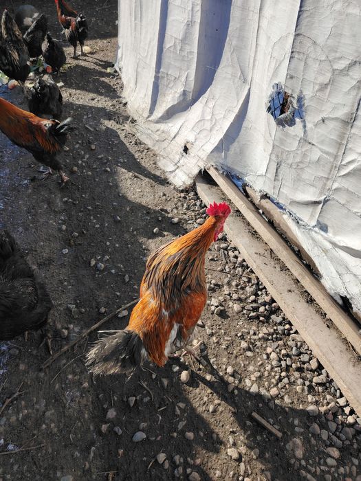 Продам петухов молодых