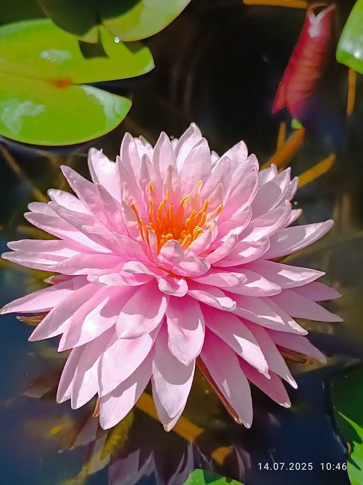 Сортови Водни лилии и тор за тях