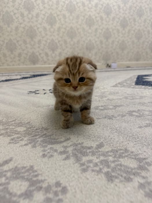 Продам шотландских котят