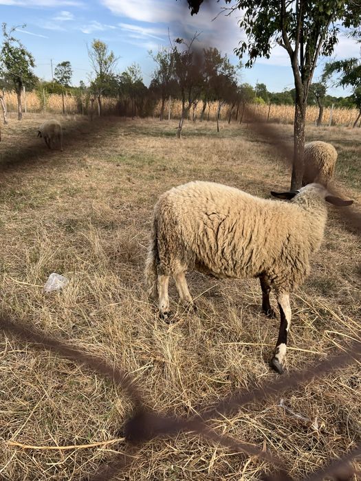 Oi si mielute carabase