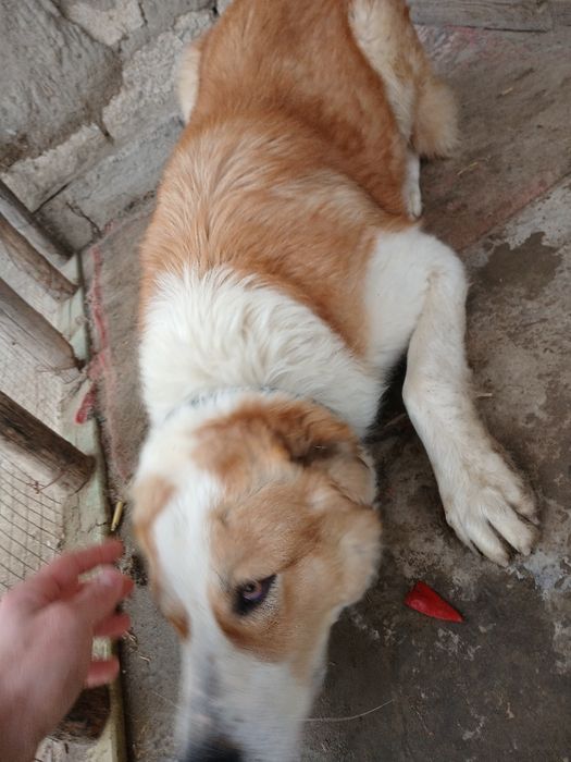 Alabay kuchugi sotiladi. Eng arzoni bizda!