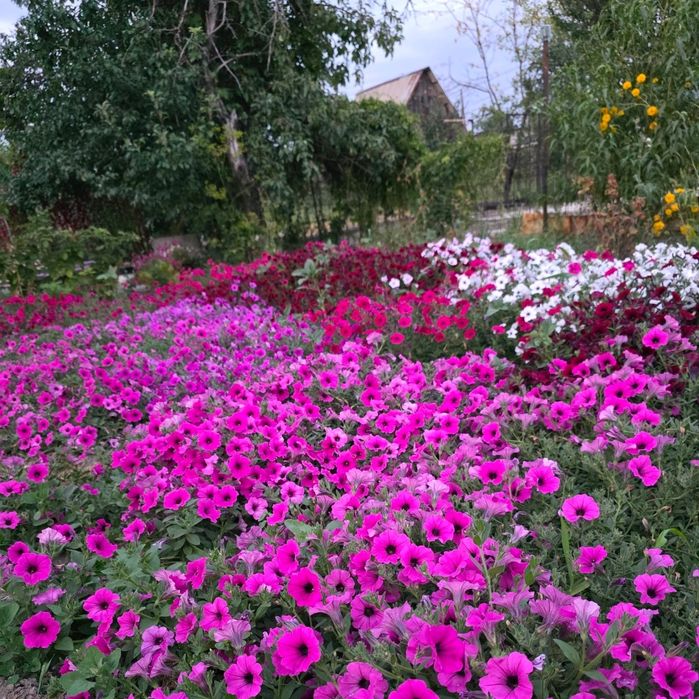 Цветы в кашпо и без. Ампельная петуния. ФОТО МОИ