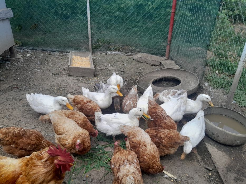 Vând 11 rațe tinere!