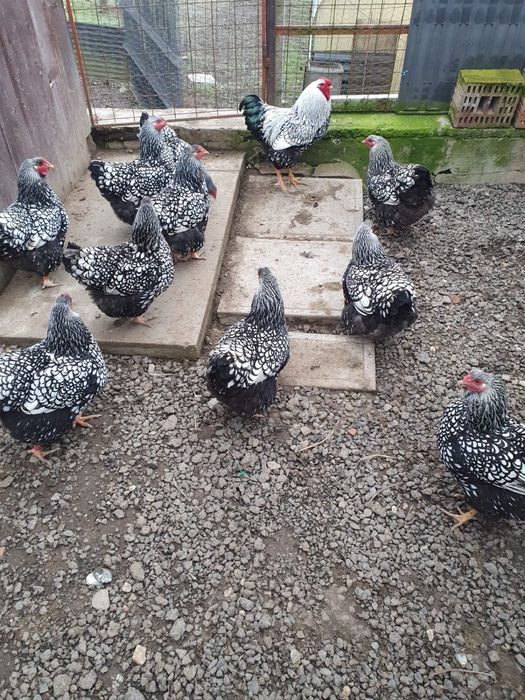 Ouă pt incubat  rasa Wyandotte