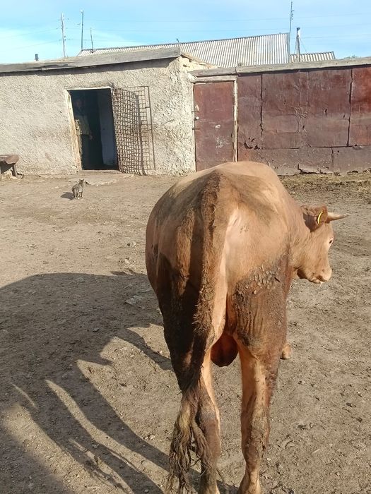 Продам бычка двух годовалый.