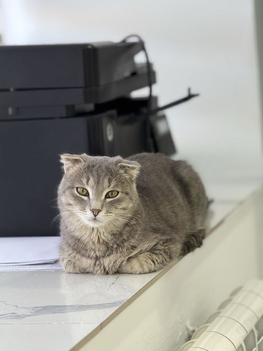 Кот бесплатно в добрые руки