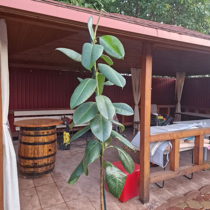 Ficus 2 metri de 6 ani plus ghiveci