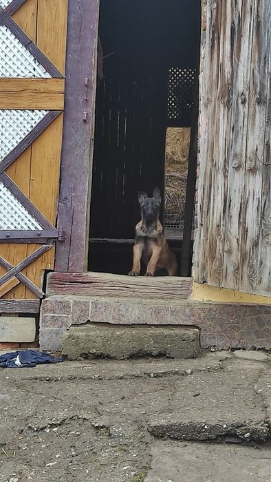 Donez pui Ciobanesc belgian malinois
