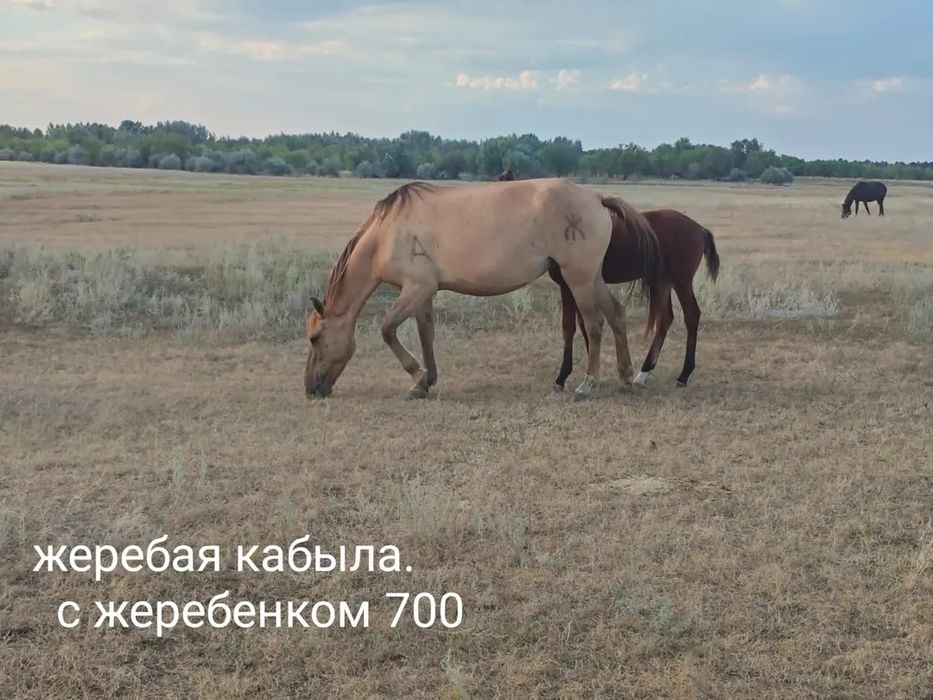 Продам лошадей оптом