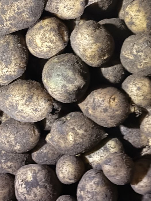 Продам картошку Гала