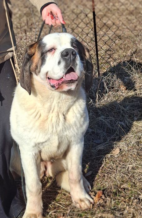 Femela de Saint Bernard cu Pedigree