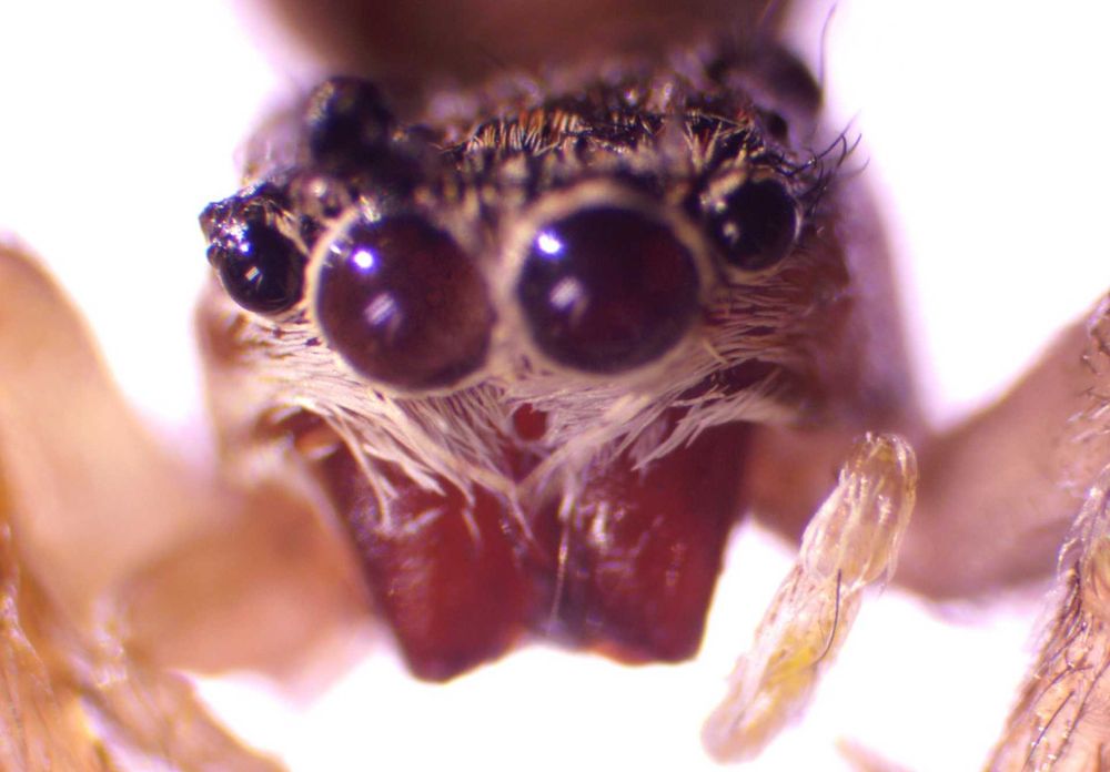 Microscop Levenhuk MED D10T Digital Trinocular 40x-1000x