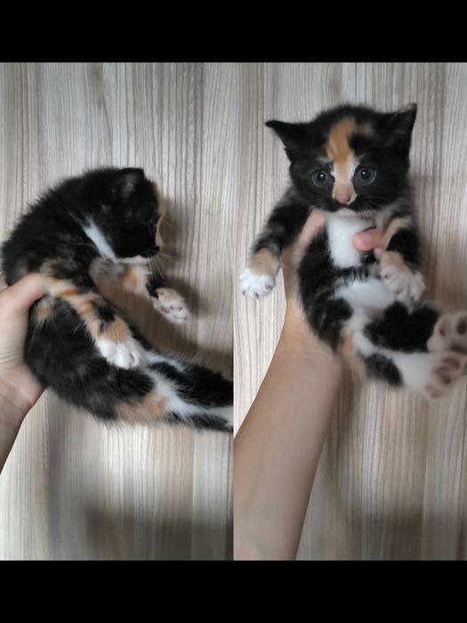 британские котята