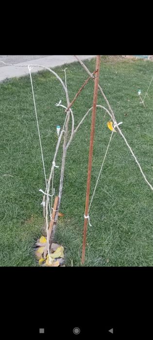 Sadovnik bogʻbon xizmati