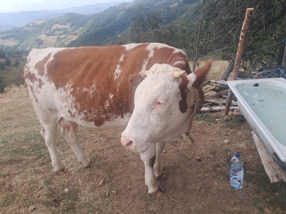 Vand juninca de 1 an jumate