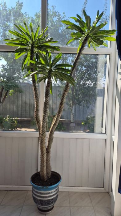 Похиподиум высота 2,30