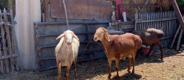 Продам молодых кошкаров