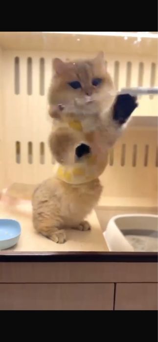 Vyazka male manchkin