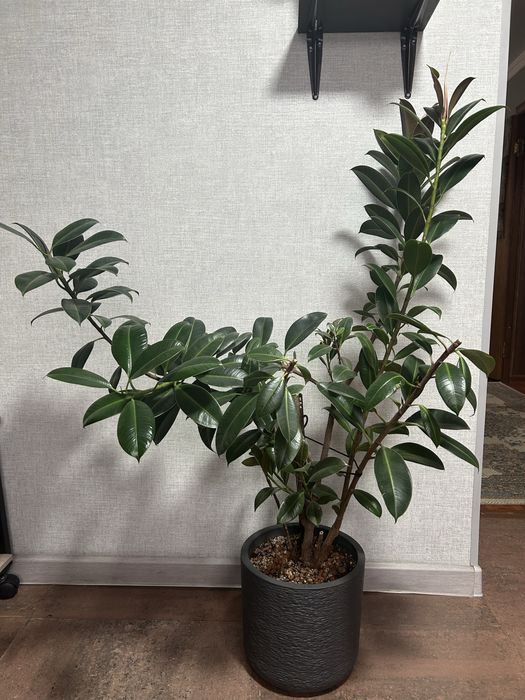 Продам комнатные цветы