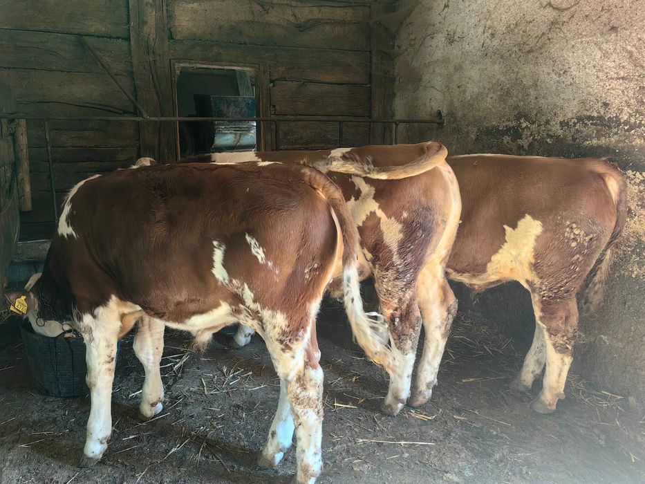 Vând 3 vitei vitei intre greutate 200kg la 250kg