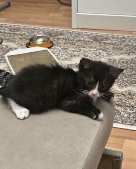 кошка, котенек маленький