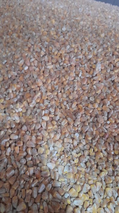 Кукуруза жүгері расыпной