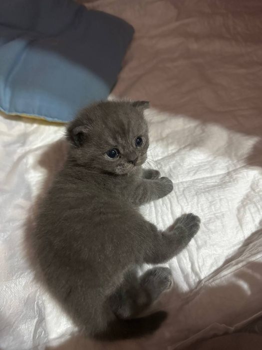 Продается скоттиш фолд шотладская порода