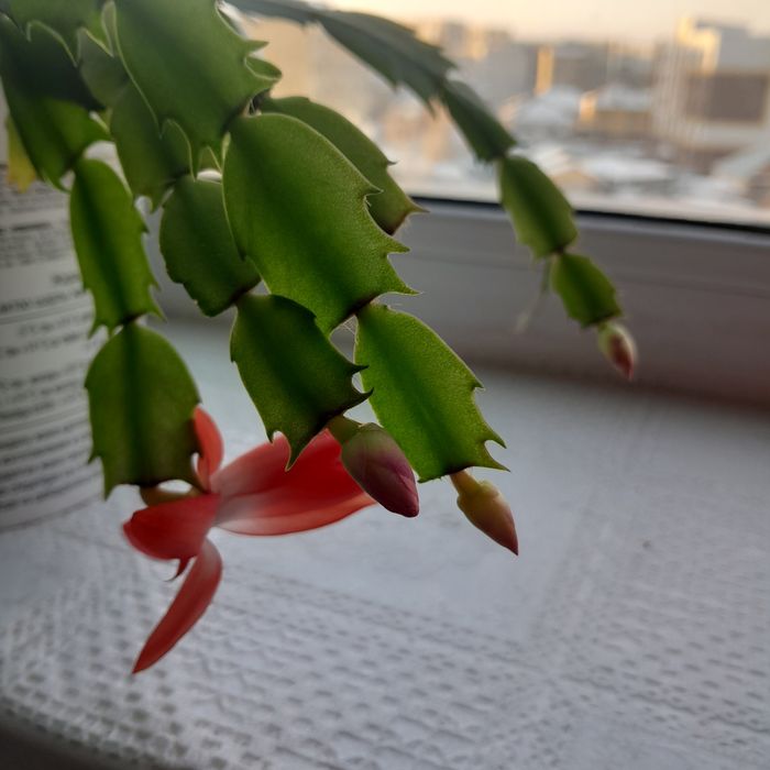 Декабрист красный