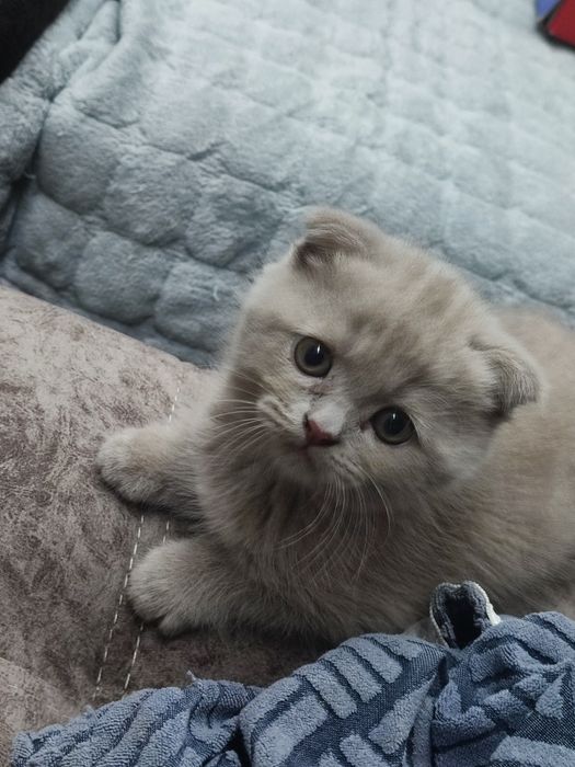 Продам шотландских котят