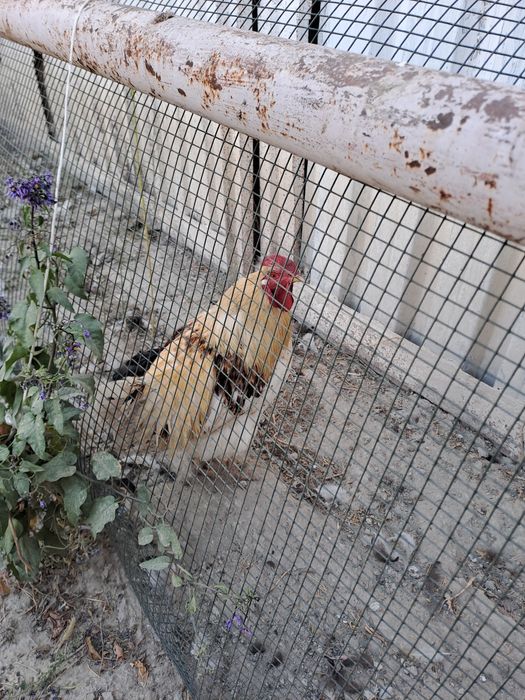 Продаю петуха и курицу,