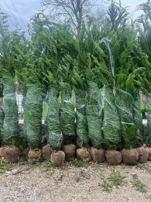 Mesteacăn alb lelandy 2,5m