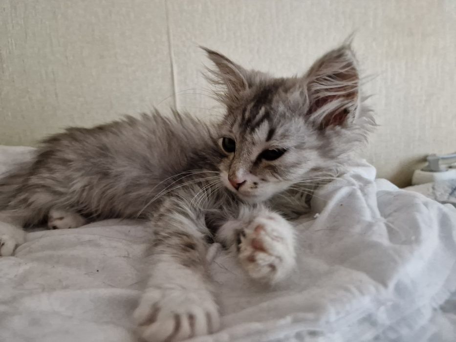 Котенок девочка в добрые руки