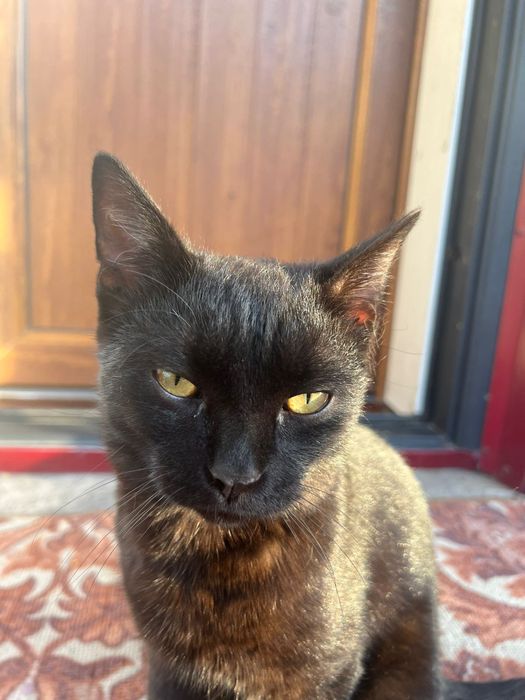 Одам кота в хорошие руки