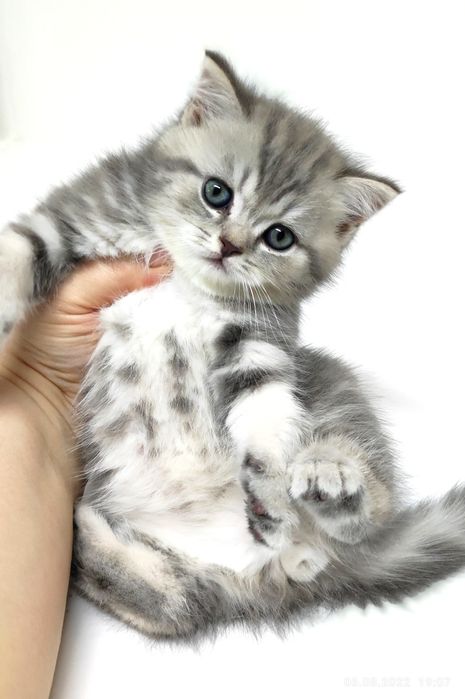 кошЕчки и коТики  ШотЛанДскиЕ