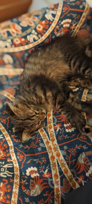 Котенок в хорошие руки