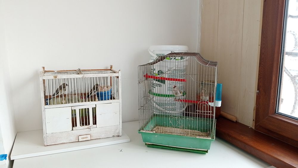 Репел,щгол бар маладой