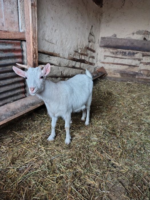 Capre și berbeci Romanov