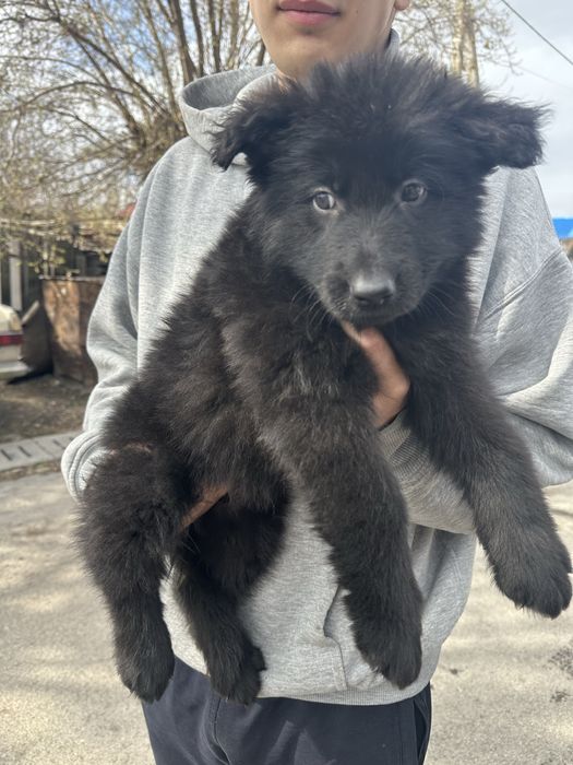 Немецкя овчарка щенки