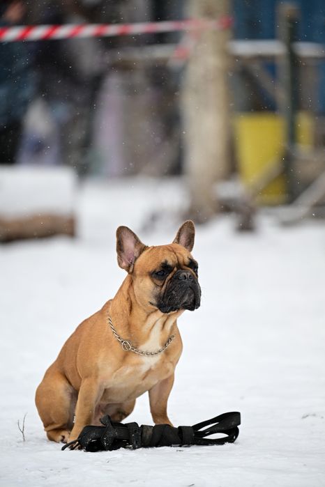 Вязка Французкого Бульдога