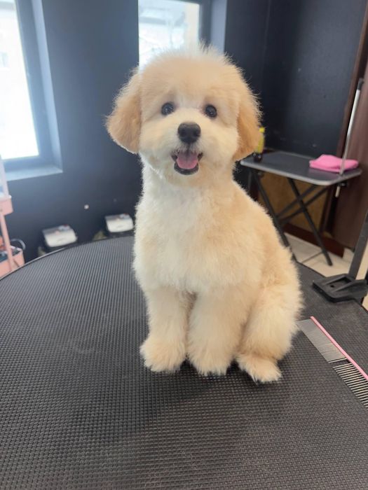 Щенок пуделя девочка