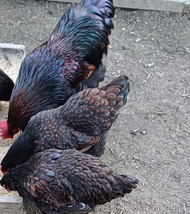 2 familii Barnevelder rosu cu negru