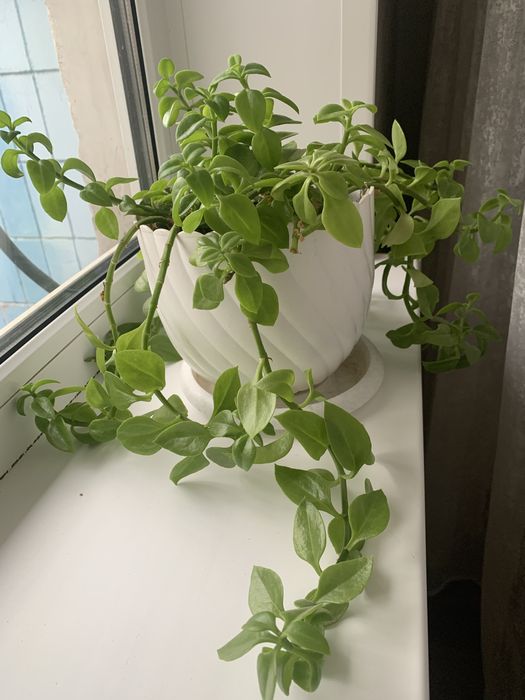 Комнатные  цветы толстянка