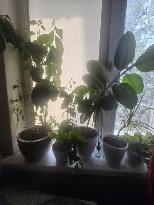 Продам комнатные цветы