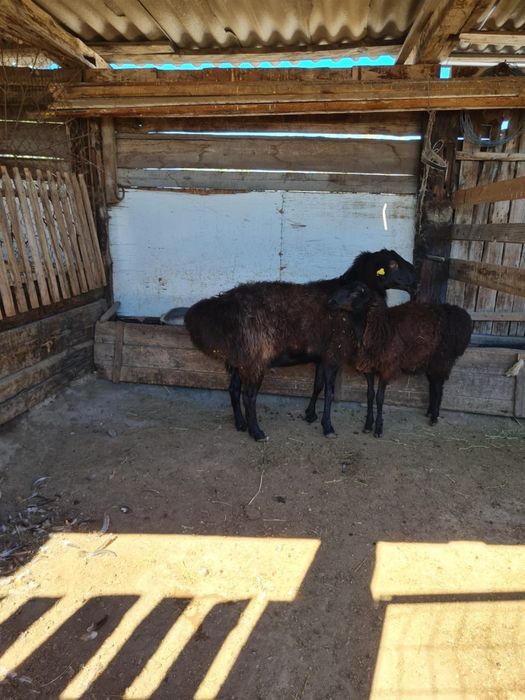 Кошкар сатамын Едильбай