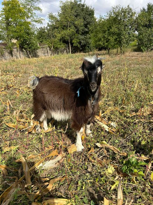 Vând Țap- 6 luni- 400 lei