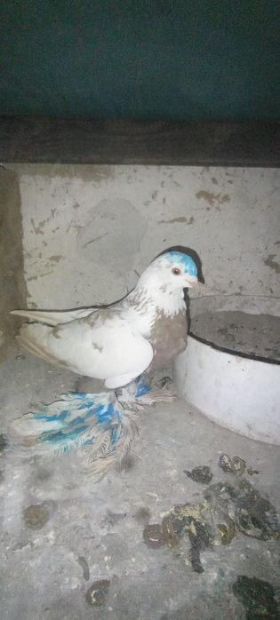 Голуби    Алматы