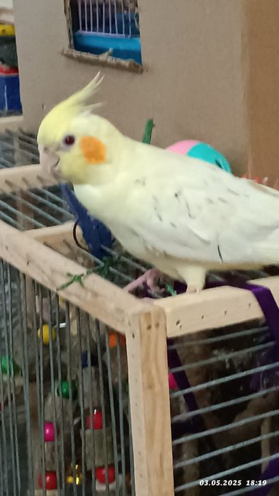 Продаются попугаи Кореллы