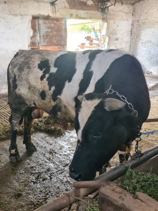 De vânzare taur mare