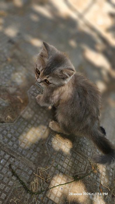 Кошка Шотландский , мушук шотланд 6 месяцев