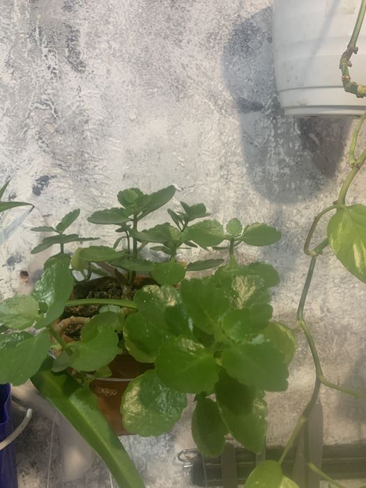 Цветы не дорого!